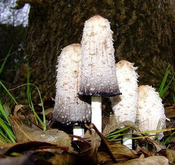 Навозный гриб и его особенности
