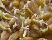 В чем польза проростков пшеницы