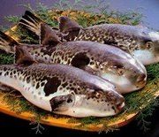 Отравление рыбой фугу